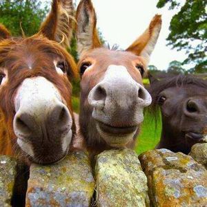 Meet your Posher, Wendy